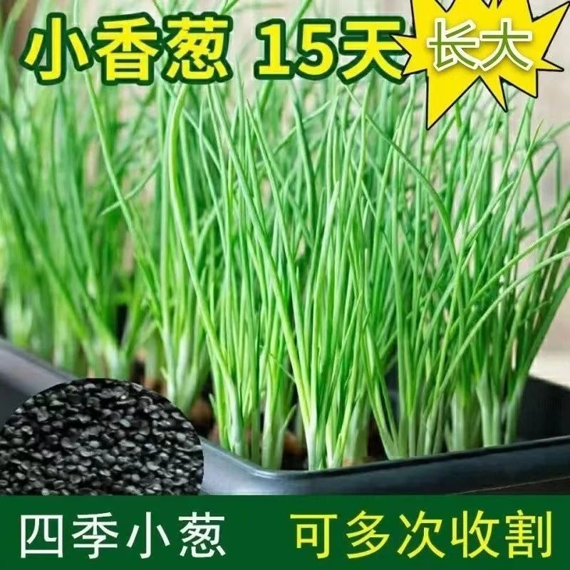 四季小香葱易养多次收割葱庭院阳台室内盆栽特香农家小葱菜籽耐寒