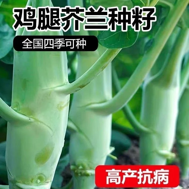 鸡腿芥兰种子甜脆粗条芥兰芥蓝菜种籽阳台春秋季菜种蔬菜种子大全