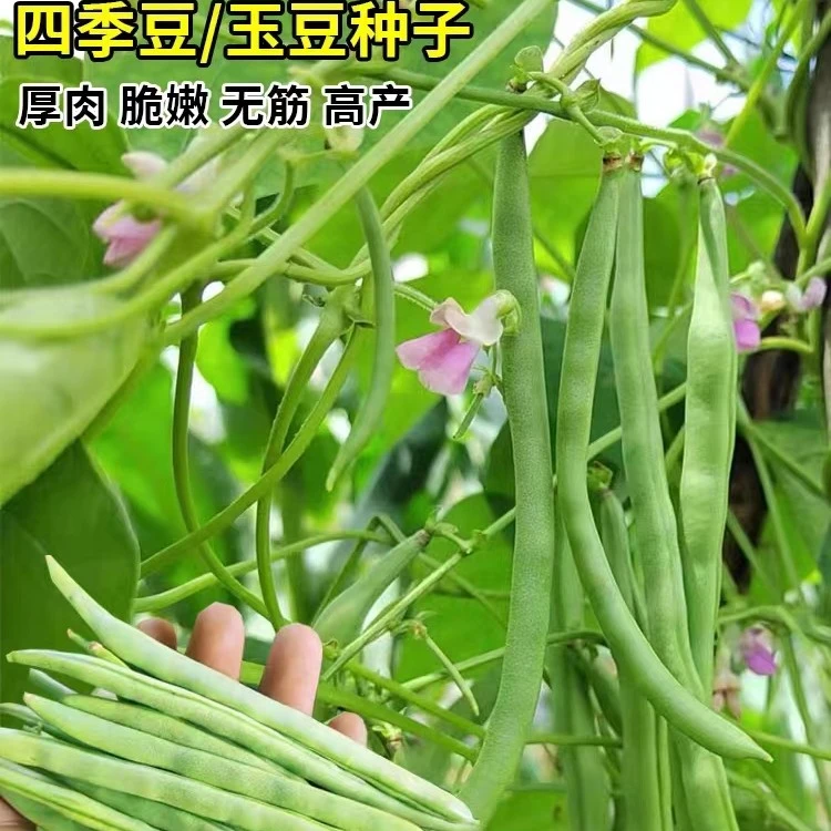 红花四季豆种子白芸豆种子有架爬藤无筋脆嫩阳台小院易种蔬菜种籽