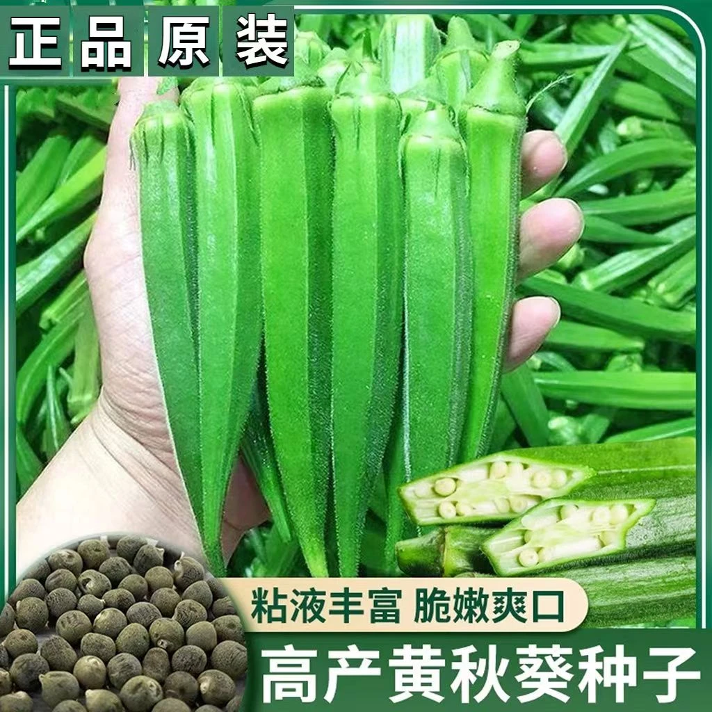 黄秋葵种子绿秋葵种子水果红秋葵种子庭院盆栽四季播蔬菜洋辣椒籽