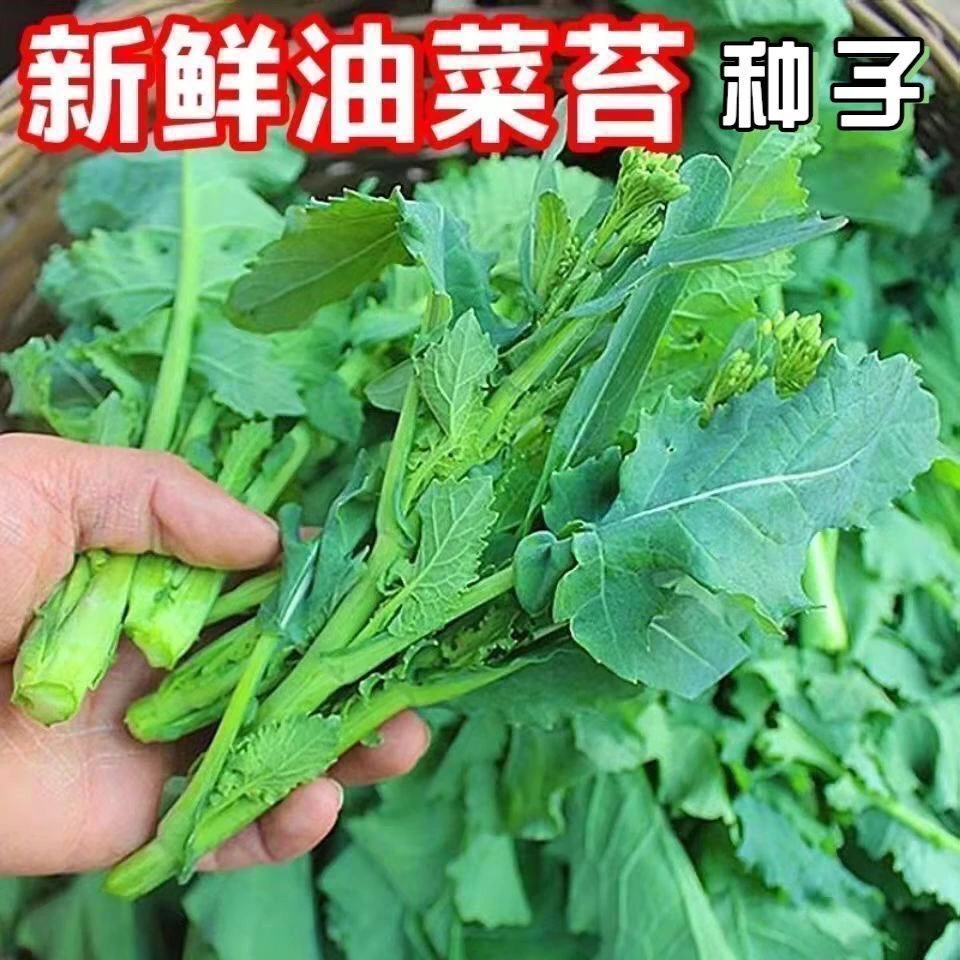 四季油菜苔种子蔬菜改良抽苔油菜心种籽菜薹油青菜心抽心油菜种籽