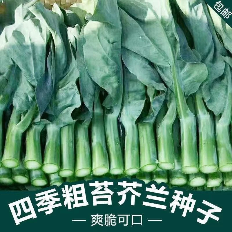 【甜脆芥兰菜种子】芥蓝菜广东芥兰种子阳台庭院四季蔬菜种子大全