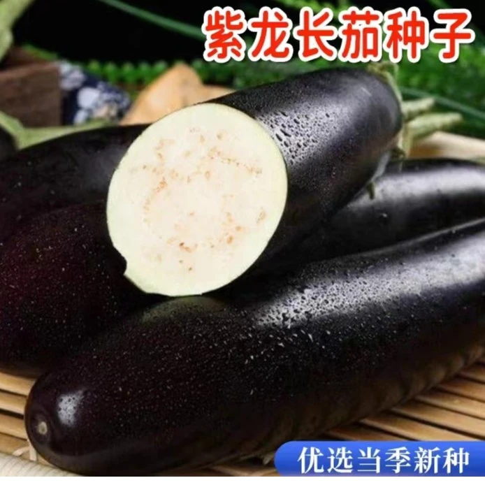 紫龙长茄种籽春季本地长茄子紫皮农家庭院耐热四季蔬菜种子大全