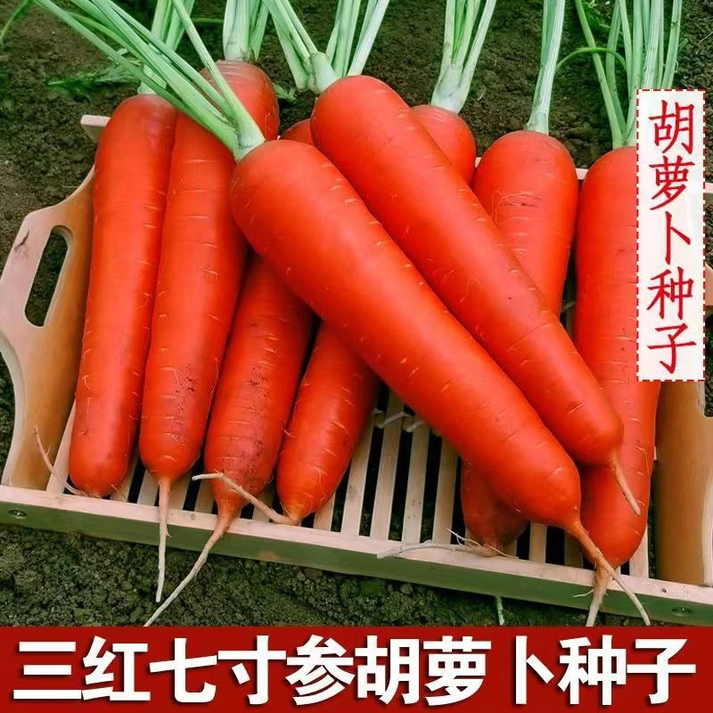 新种胡萝卜种子水果胡萝卜种籽冰糖脆红芯籽四季农家小院蔬菜种孑