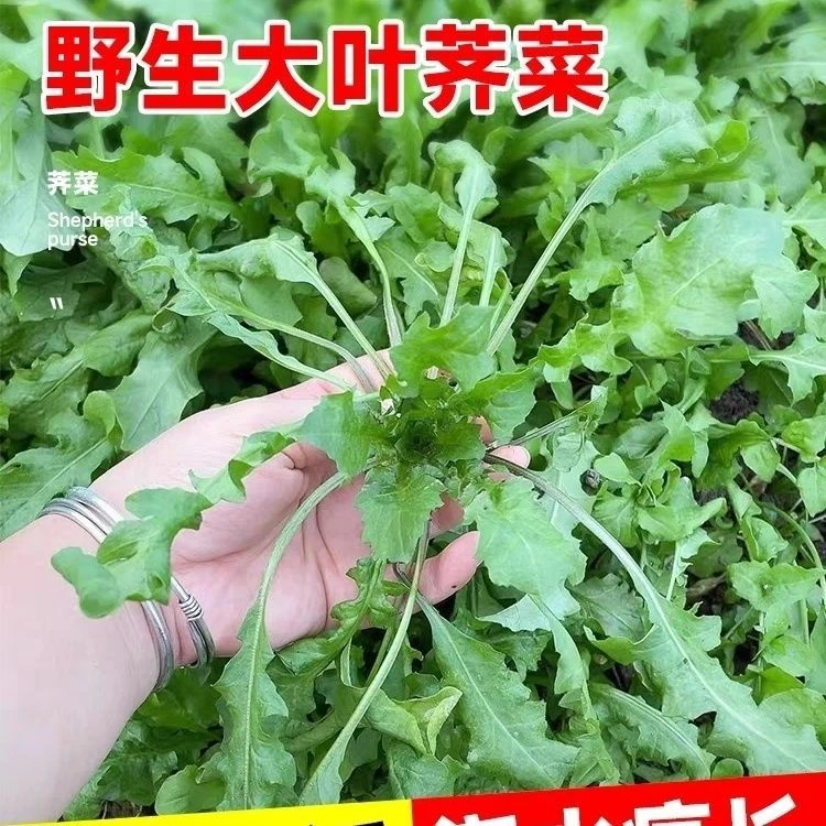 正宗野生荠菜种子野菜荠菜籽清香鲜嫩阳台四季播耐热耐寒蔬菜种子