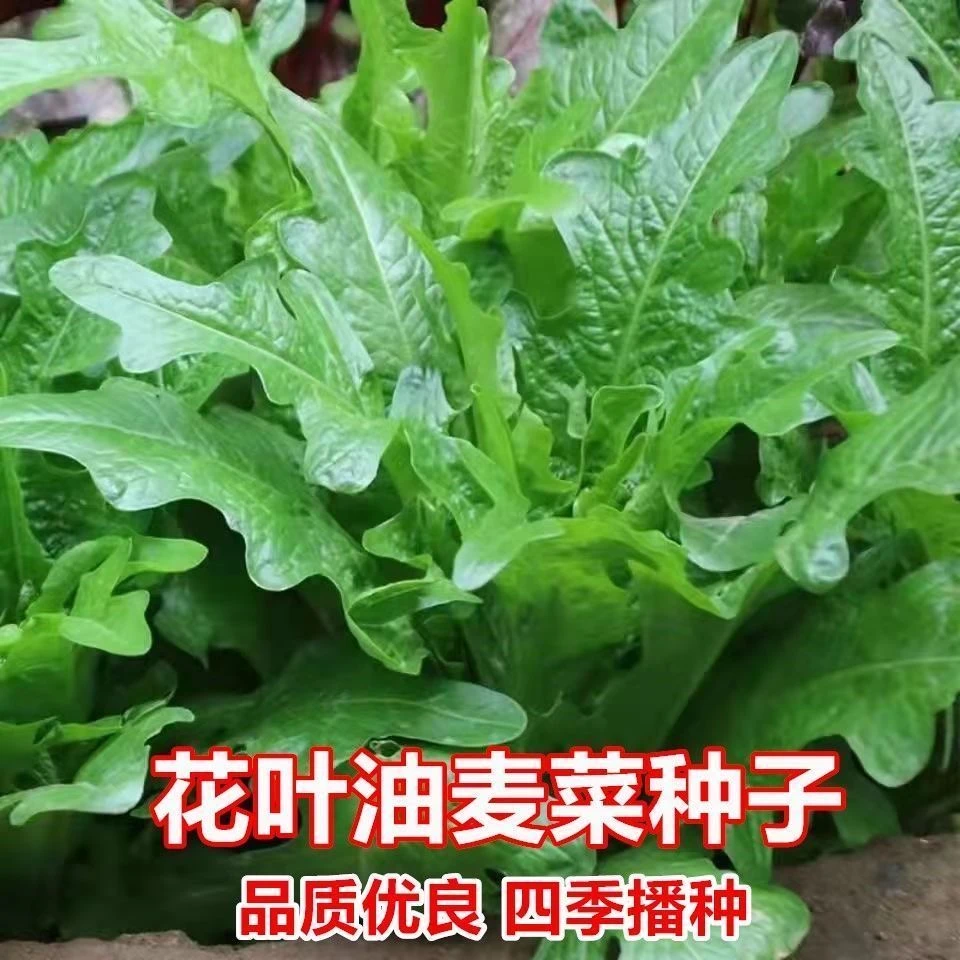 绿丫丫开甜油唛种子籽青花叶油麦菜生菜种孑四季阳台盆栽蔬菜