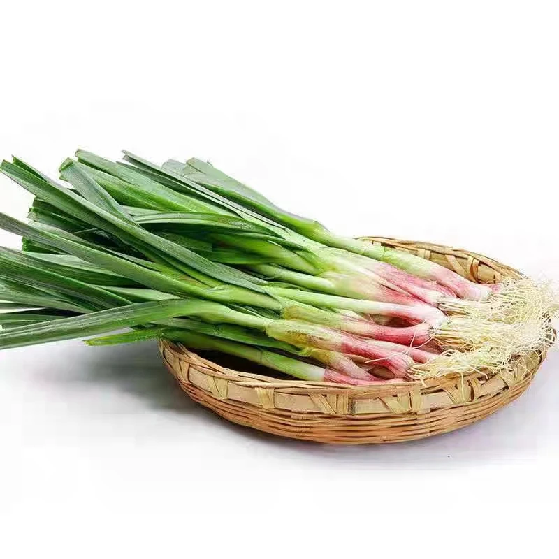 宽叶红头蒜苗种子四季红皮蒜苗种子红根香蒜韭葱种子蔬菜种子大全