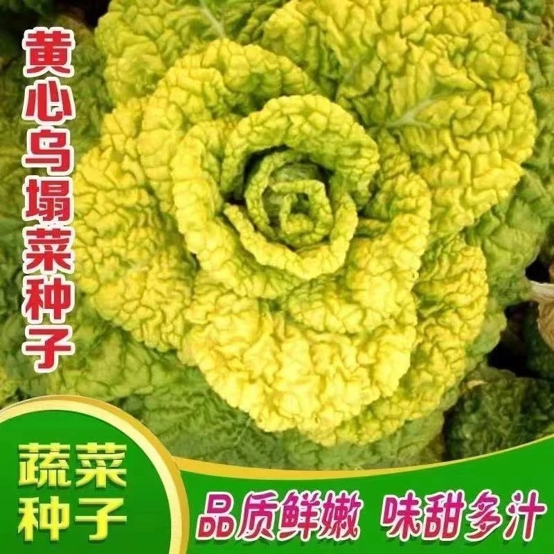 耐寒黄心乌塌菜黄心菜菊花心菜白菜农家四季阳台盆栽播蔬菜黄金乌