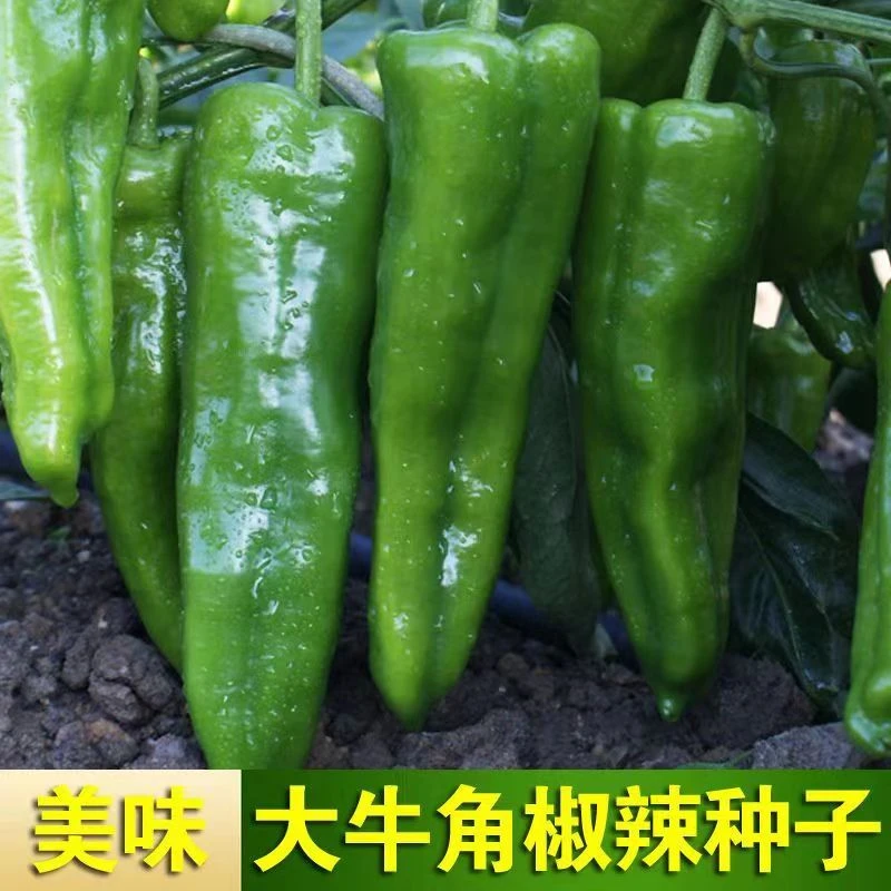 特大牛角辣椒种子羊角辣椒种子厚肉青椒微辣四季易种蔬菜辣椒种子