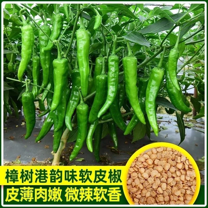 辣椒樟树港椒种子樟树辣椒种子优质辣椒种子新种春秋四季播种辣椒