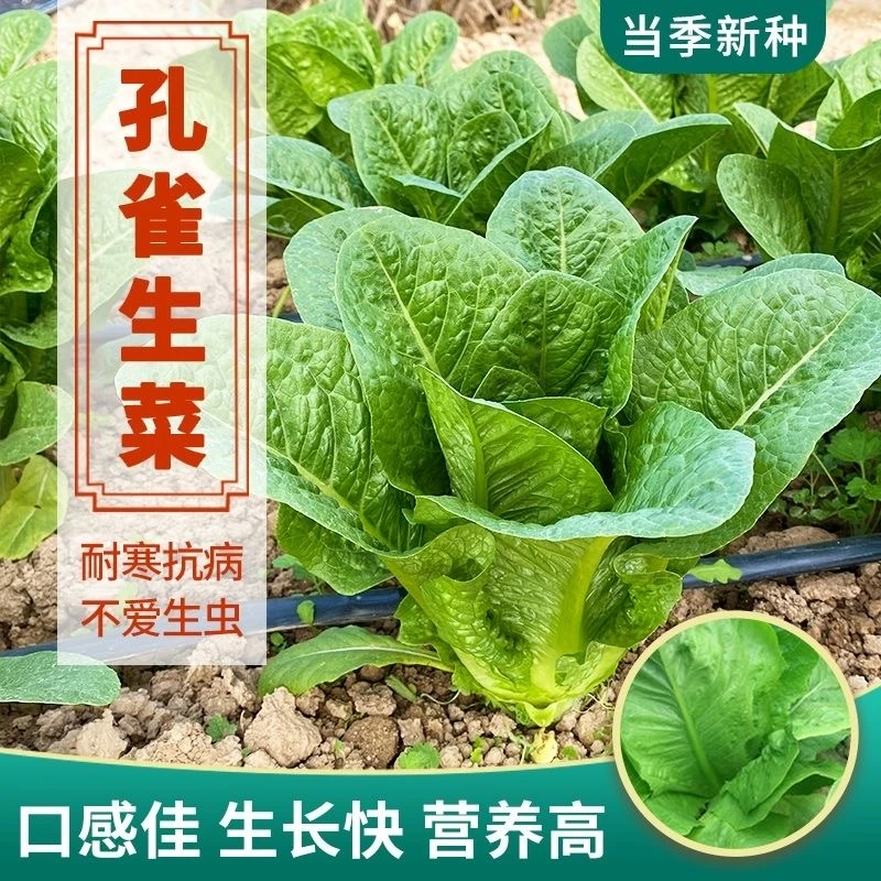 孔雀菜种子生吃营养直立生菜种子田园盆栽沙拉生菜种子蔬菜种子