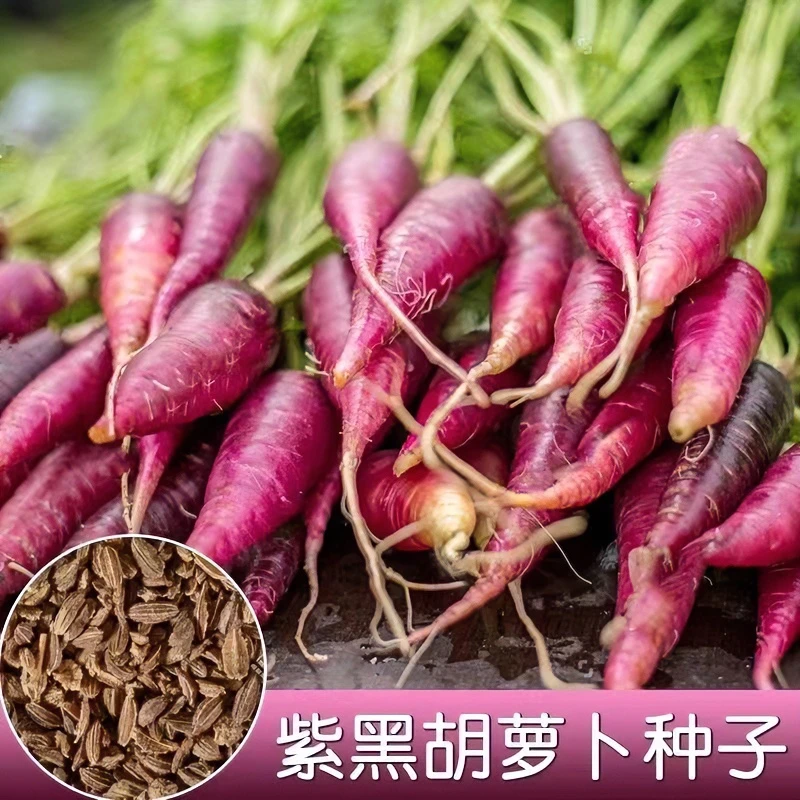 【紫参胡萝卜种子】一年四季农家播种紫黑色参胡萝卜蔬菜种子籽大全