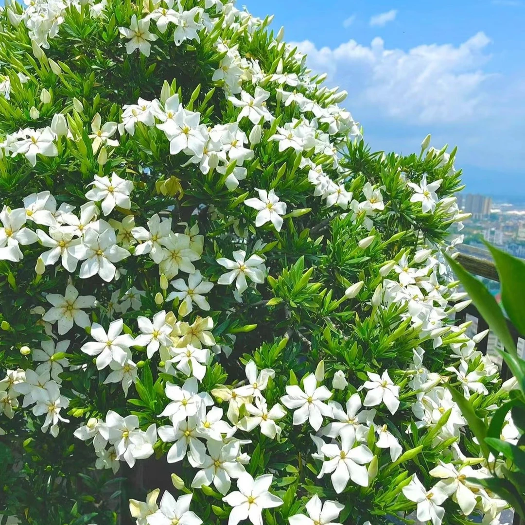 高山 桅子花 春花 办公室/茶室/意境植物盆景绿植 一物一拍