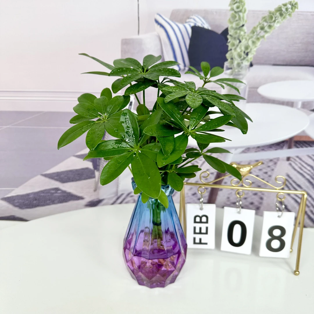 七叶莲水培盆栽花卉绿植室内阳台办公桌摆放