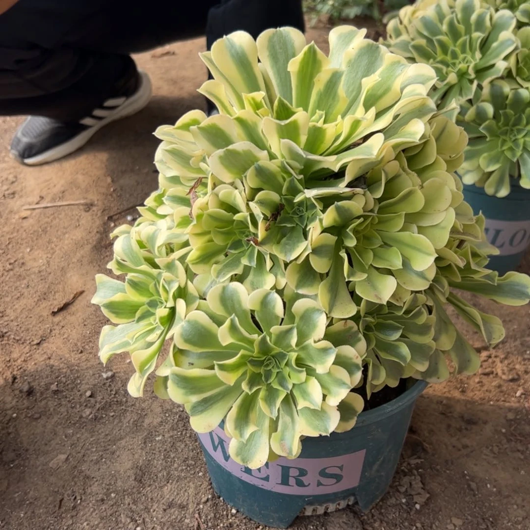 39.9绿豆沙一颗包邮