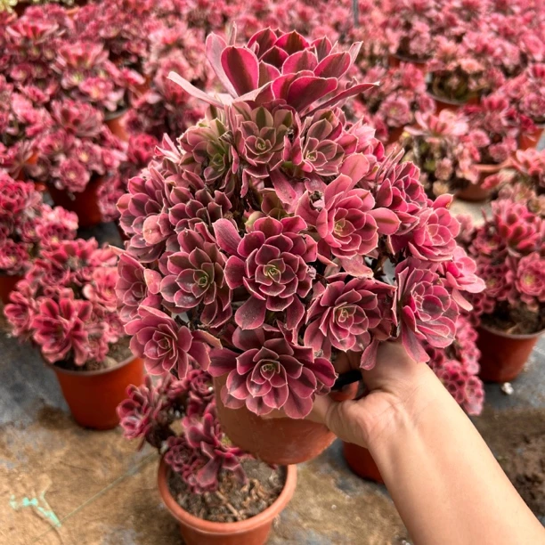 【大美杜莎】多肉植物，一单包邮，好看好养