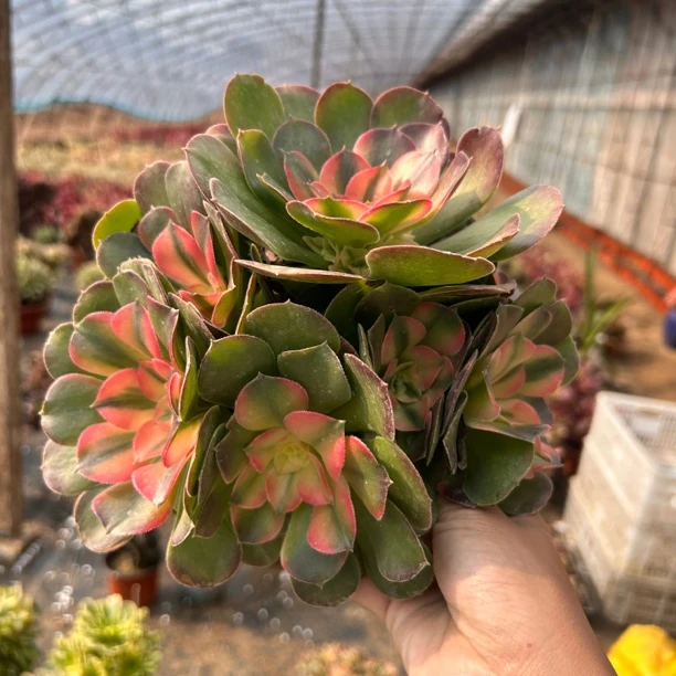 【新品】香妃手捧花，法师多肉，简单好养