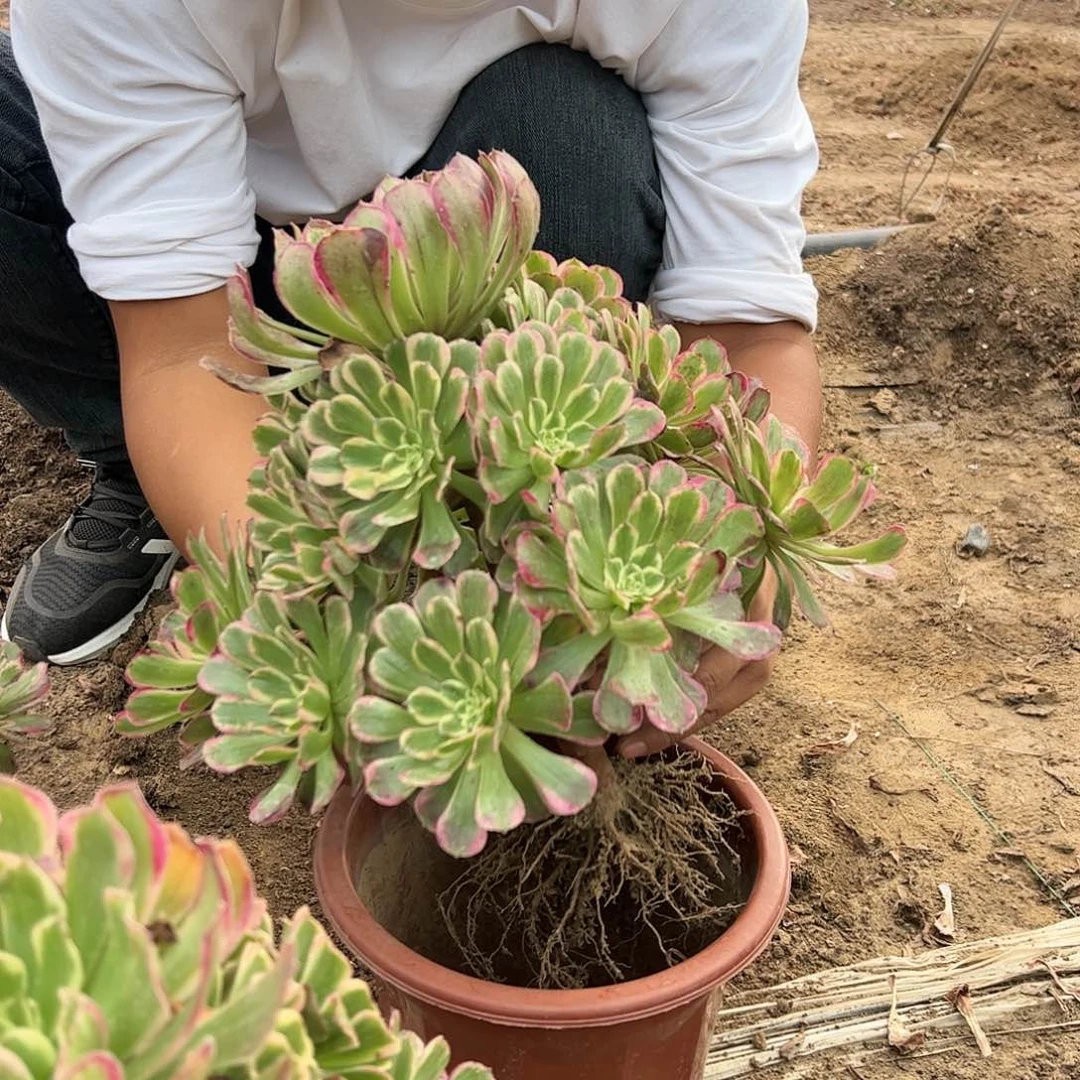 28.8紫嫣一棵包邮