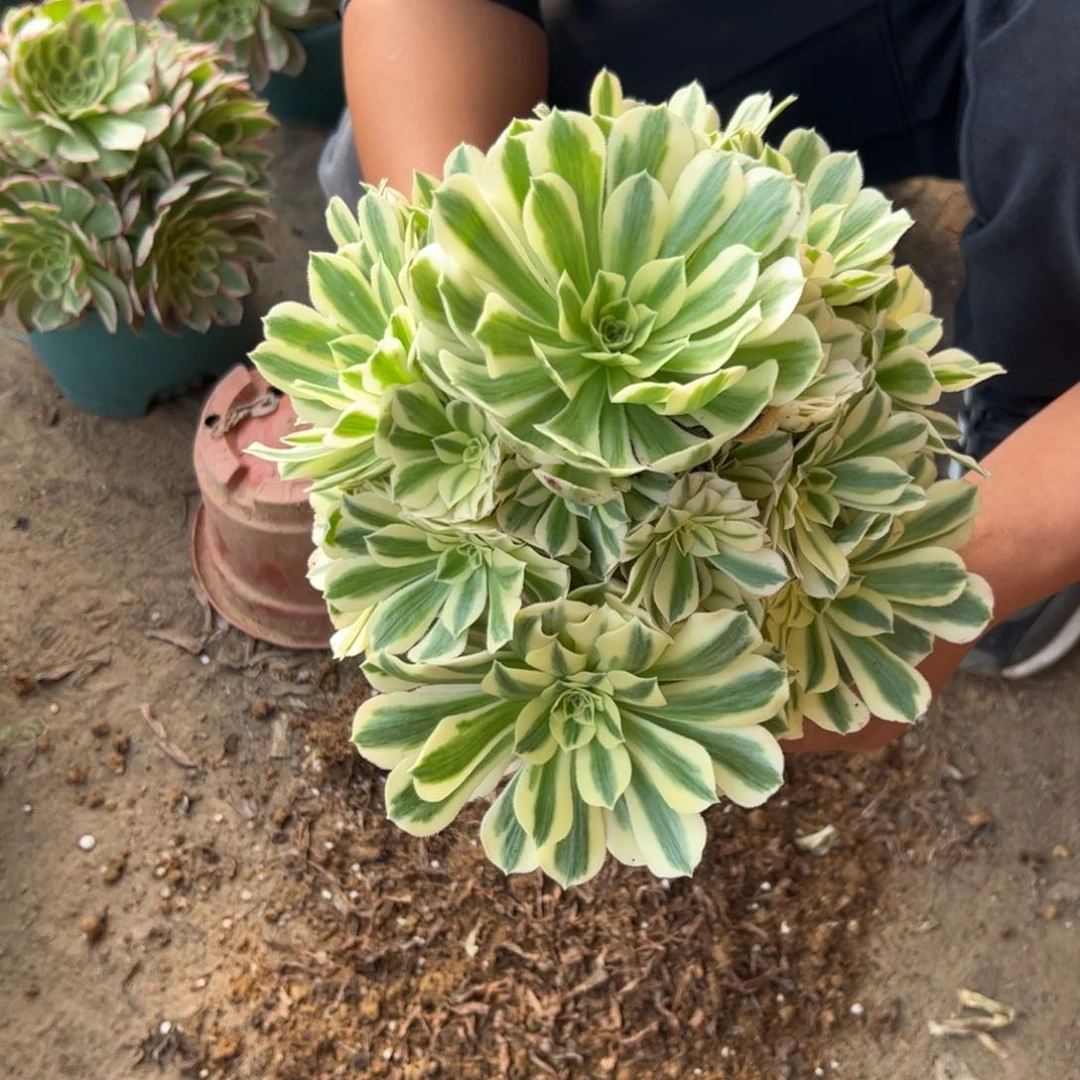 28.8迈巴赫一棵包邮