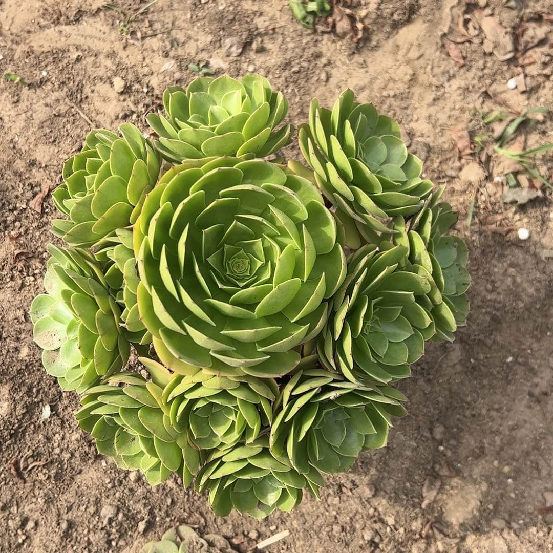 18.8万圣节一棵包邮