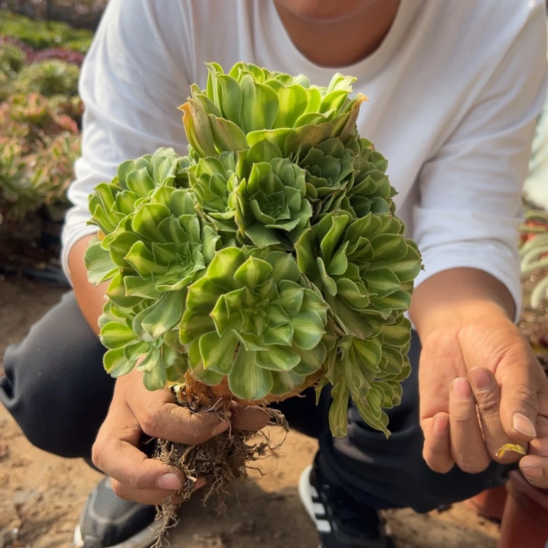 21.8翡翠琉璃一棵包邮