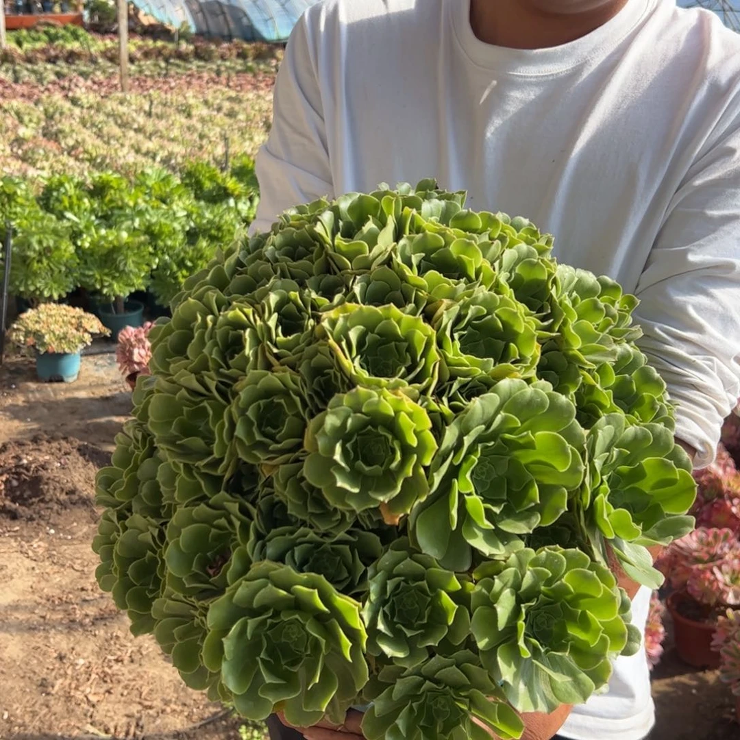 38.8绿玫瑰绣球一棵