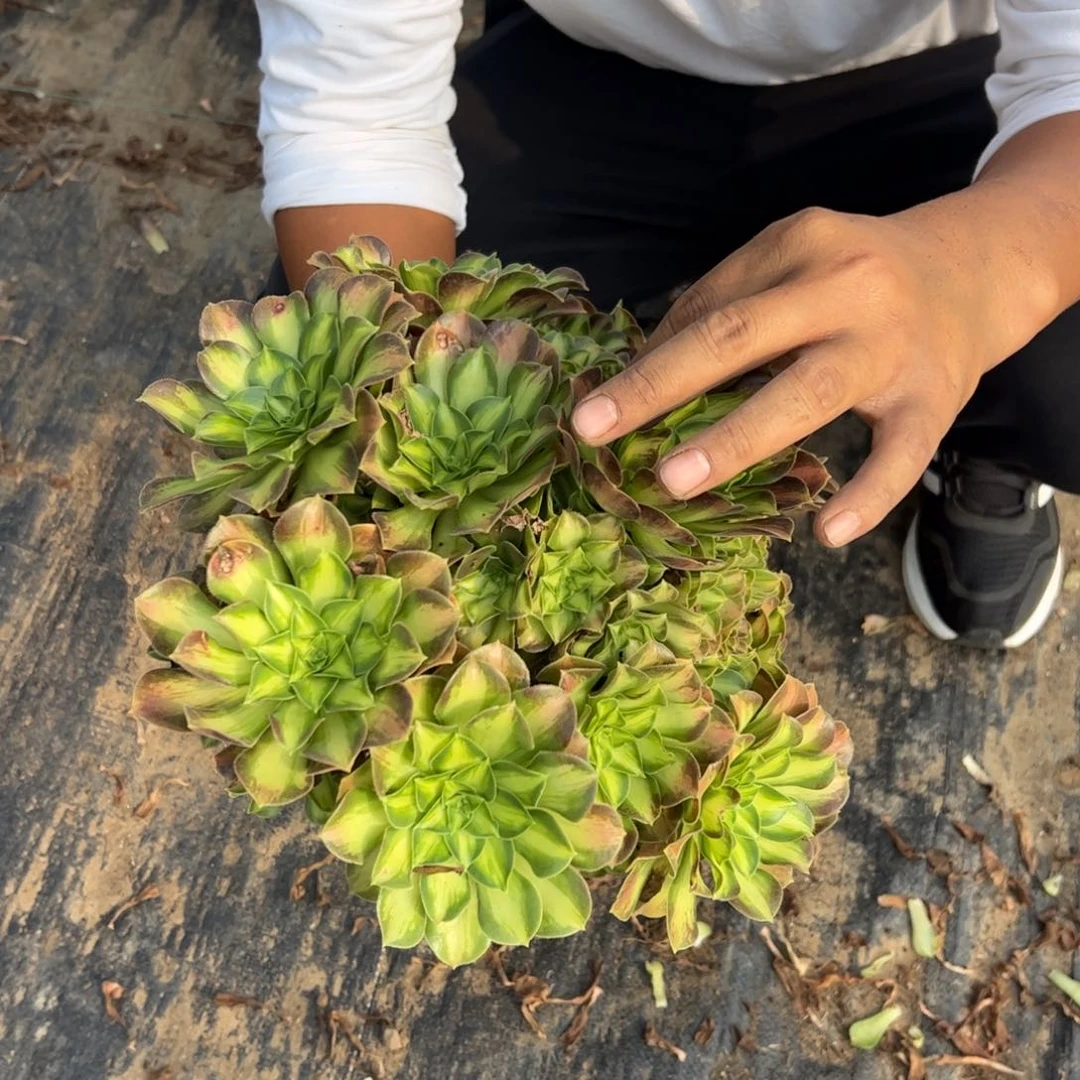 26.8韶华一棵包邮