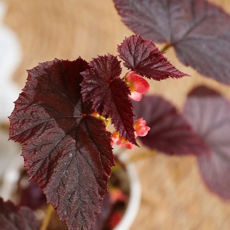 丁力秋海棠 直接拍下随机发货 轻微叶损不包售后十度以下请拍保温