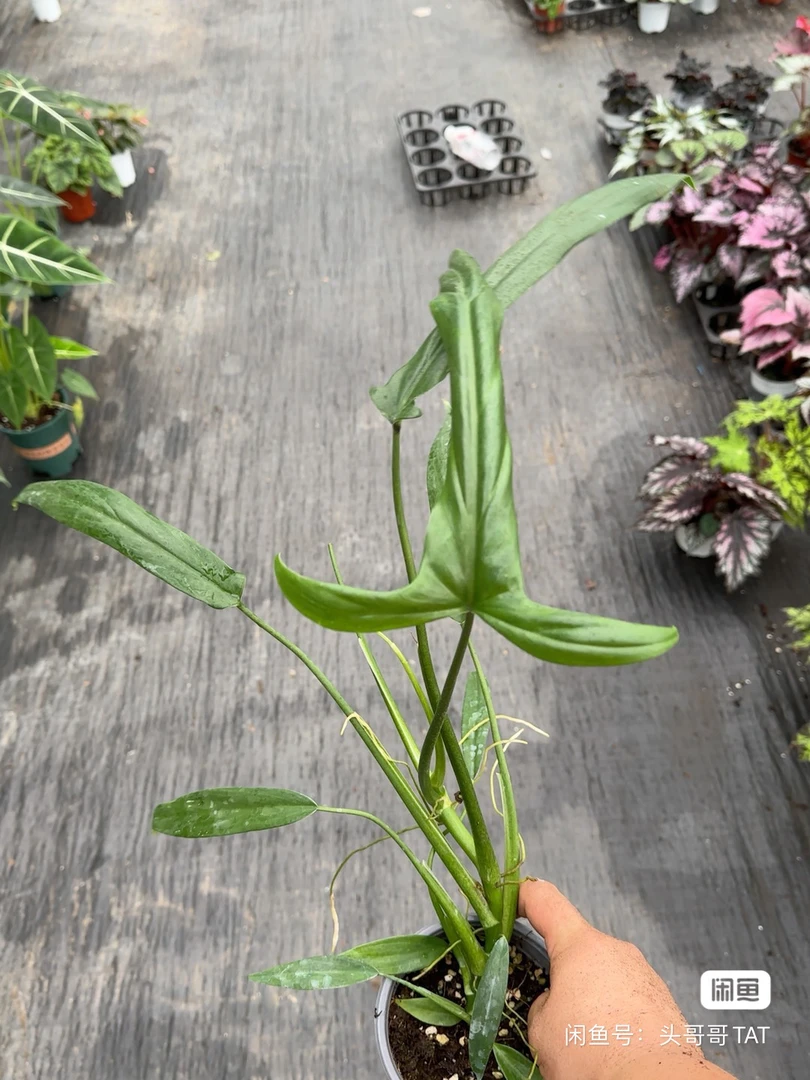特斯拉蔓绿绒 网红盆栽