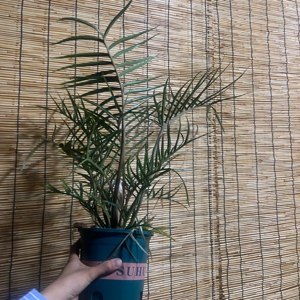 【大鱼骨蔓绿绒】网红盆栽植物