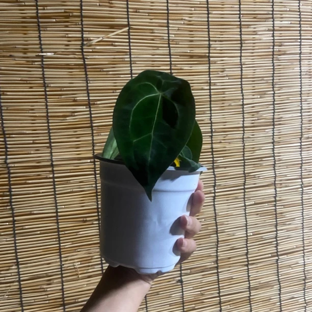盾叶 或 黑水晶 网红盆栽植物  不包叶损