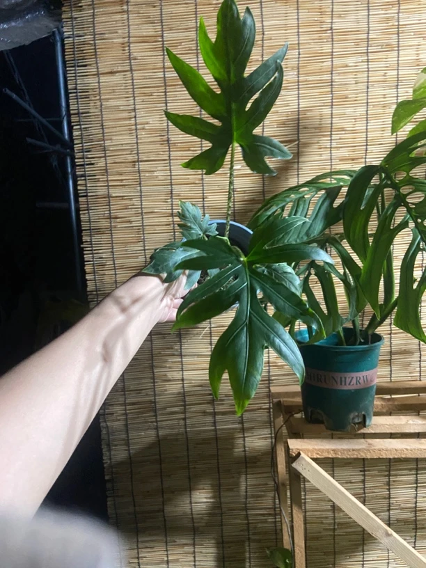 深裂鱼骨海芋 网红盆栽植物 不包叶损