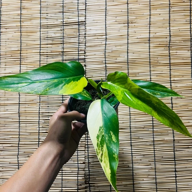 【芒果奶昔蔓绿绒】网红盆栽植物（一物一拍）