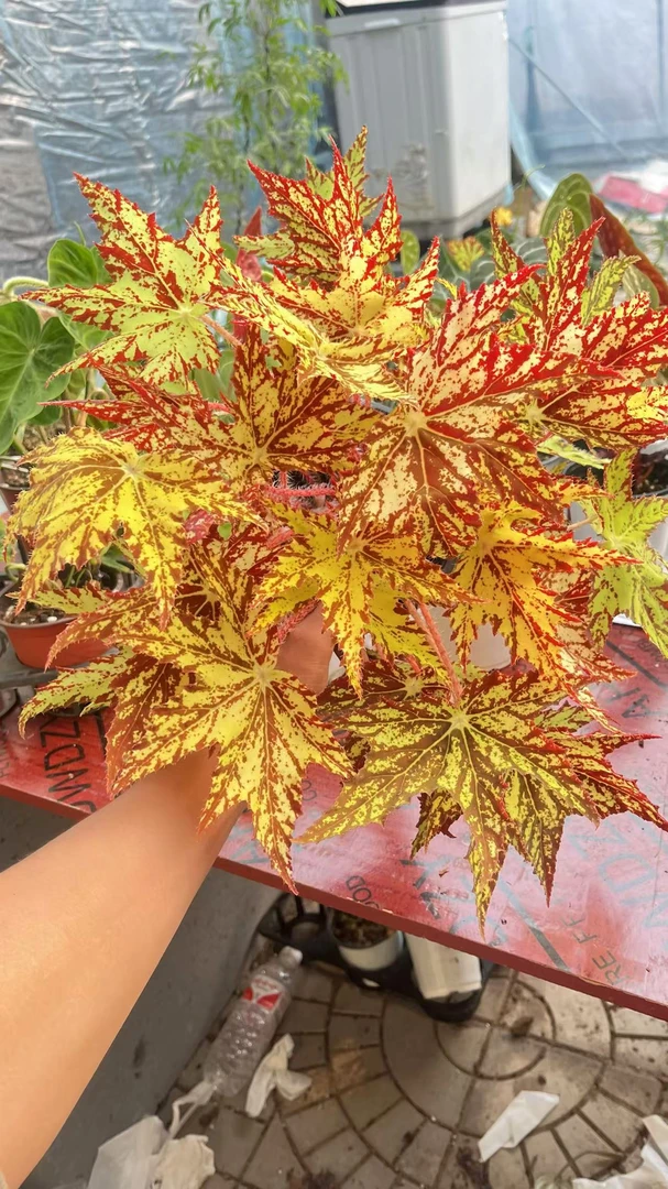 大黄金几何秋海棠商品不包售后十度以下请拍保温棉