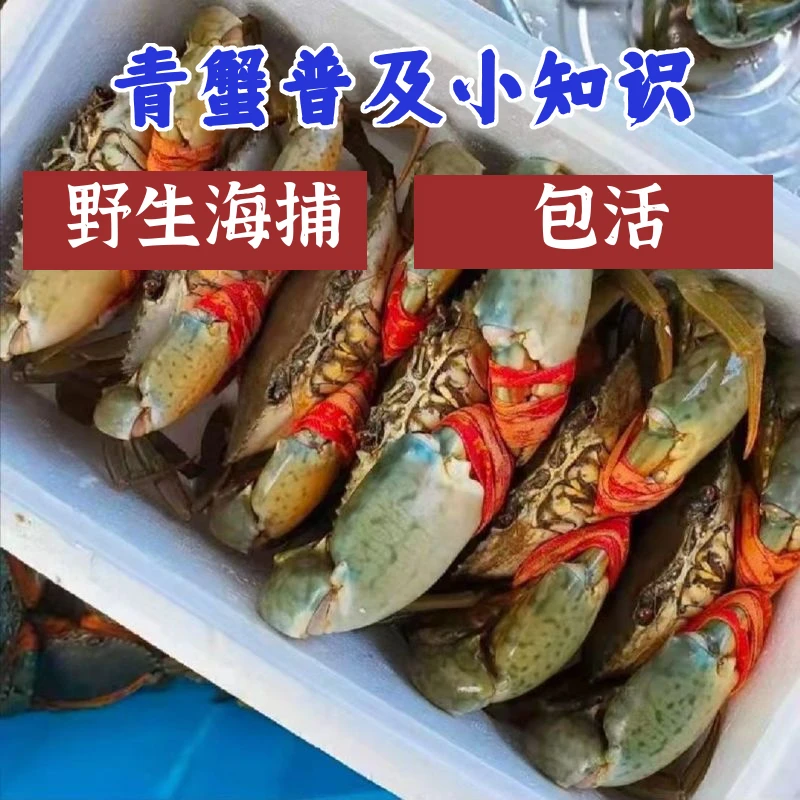 优质海鲜肉蟹大公蟹大螃蟹现货海鲜香辣蟹肉质鲜活到美味天然到家
