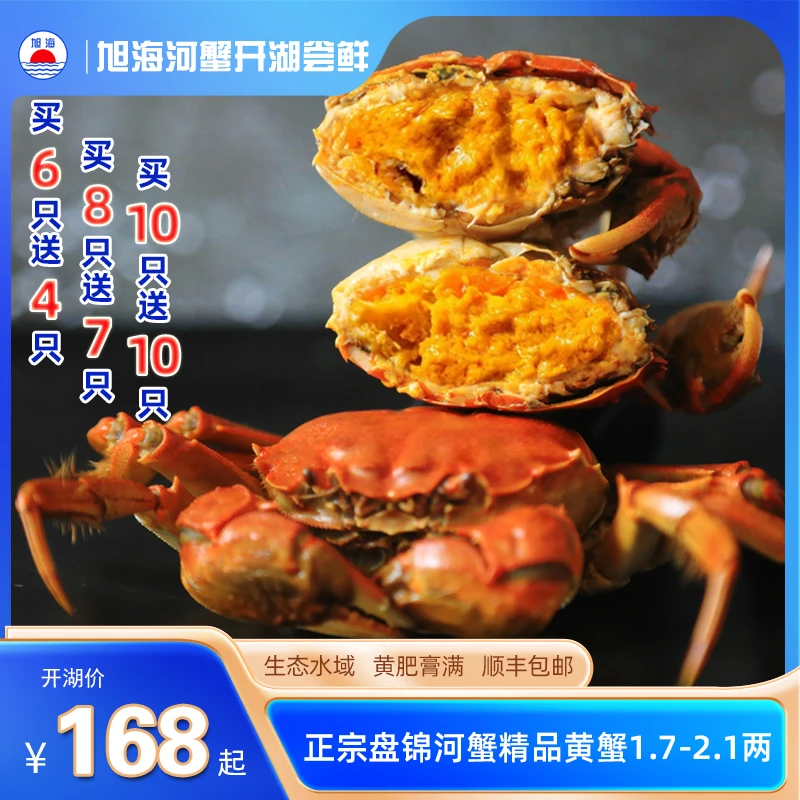 【盘锦河蟹】六月鲜活黄蟹2两蟹 生态水域散养 原产地直发 顺丰包邮