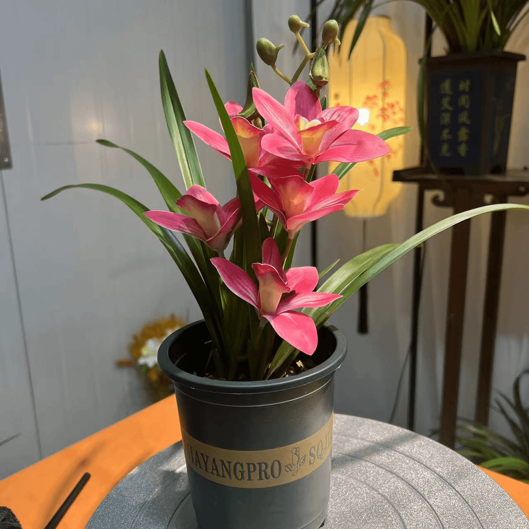 仙女兰 盆栽室内花卉绿植四季美观