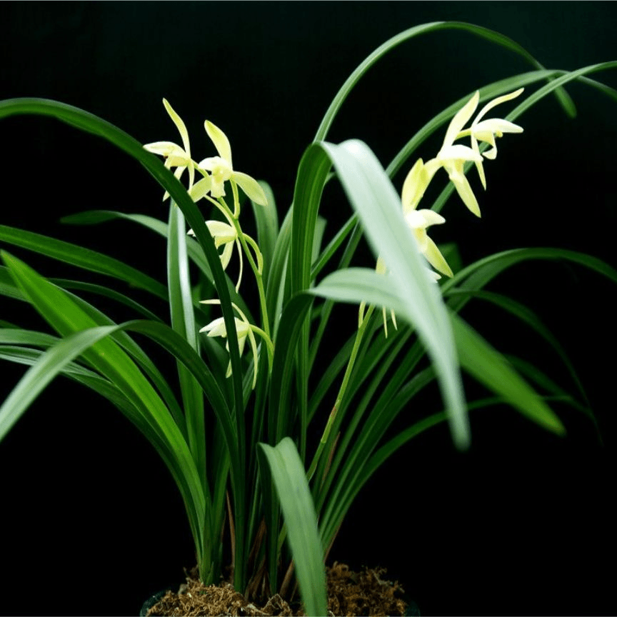 素心兰 盆栽室内花卉绿植四季美观兰花