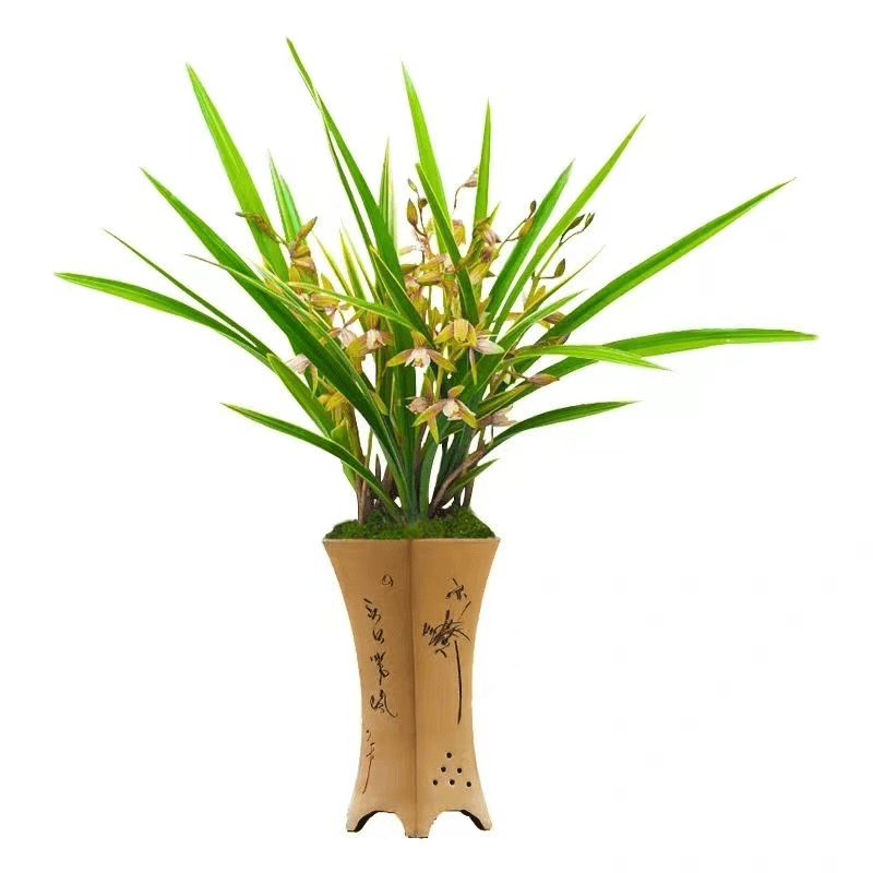 金边铁骨 盆栽室内花卉绿植四季美观 原盆原土发货
