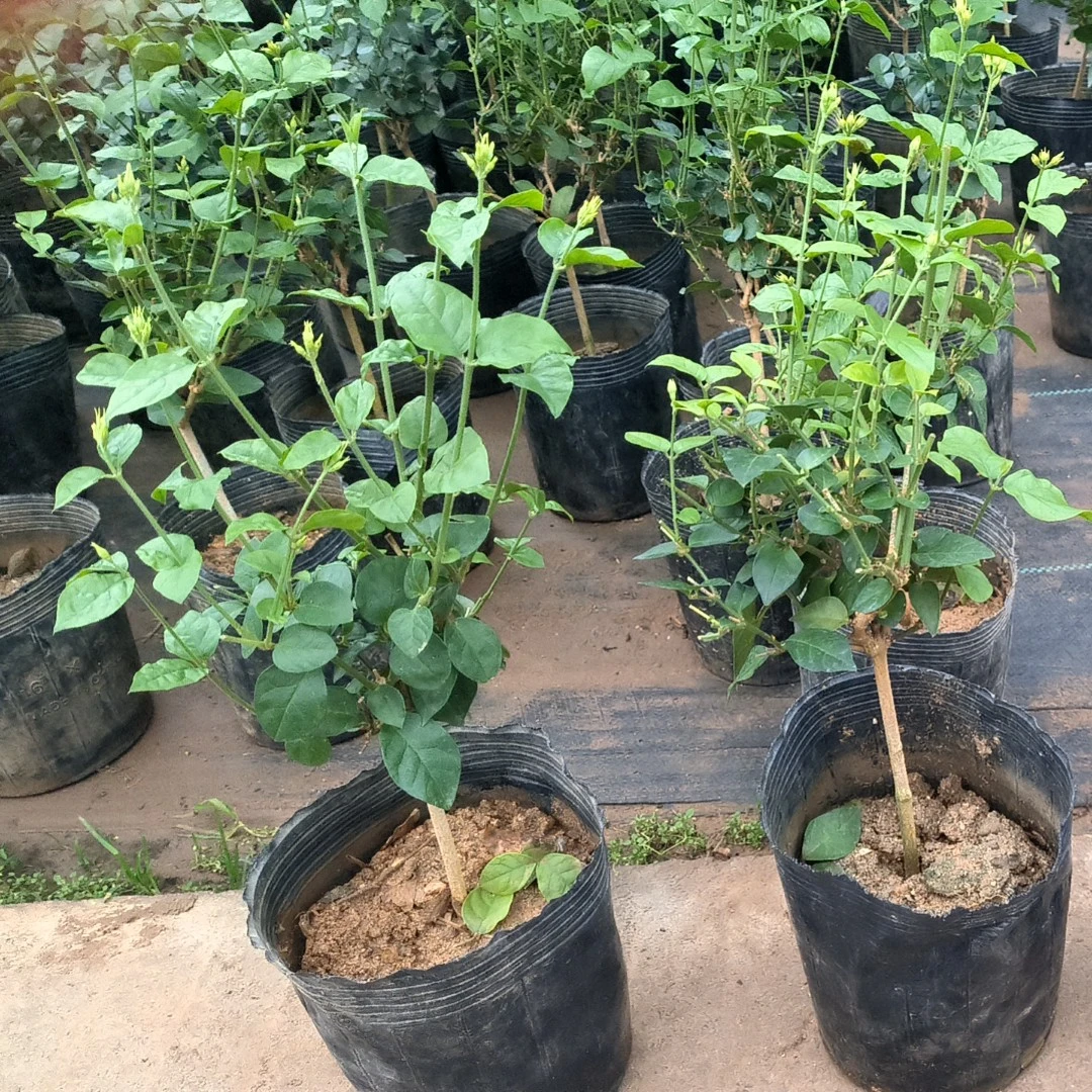 单瓣笔尖茉莉花独杆棒棒糖造型丛生香味浓郁懒人种植好养活开花多