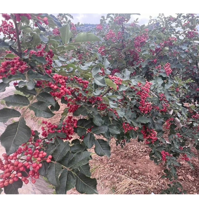 高山农家特色干蔬菜红花椒