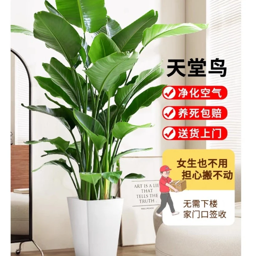 大盆天堂鸟客厅落地绿植物旺宅室内大型吸除甲醛好养活办公室花卉