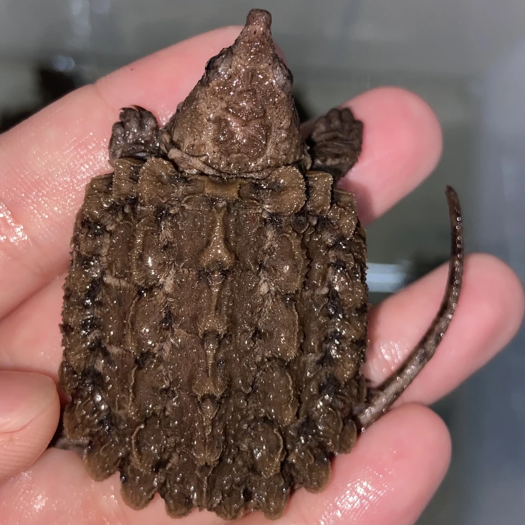 观赏宠物龟直播挑选质感大鳄钓鱼龟冷水龟