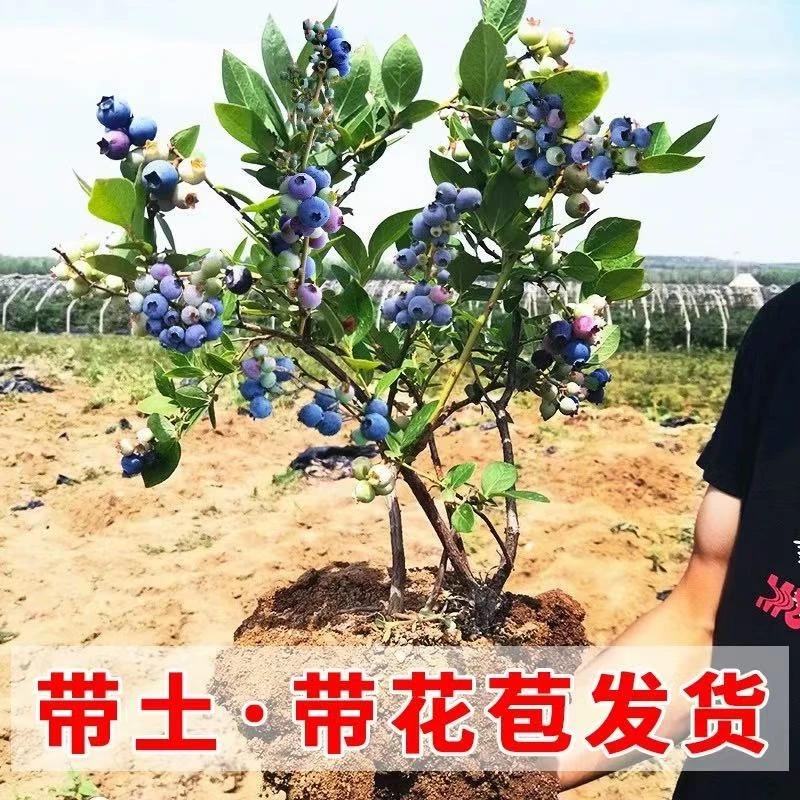 【薄雾蓝莓树苗】蓝莓盆栽地栽均可种植组培庭院培育易成活