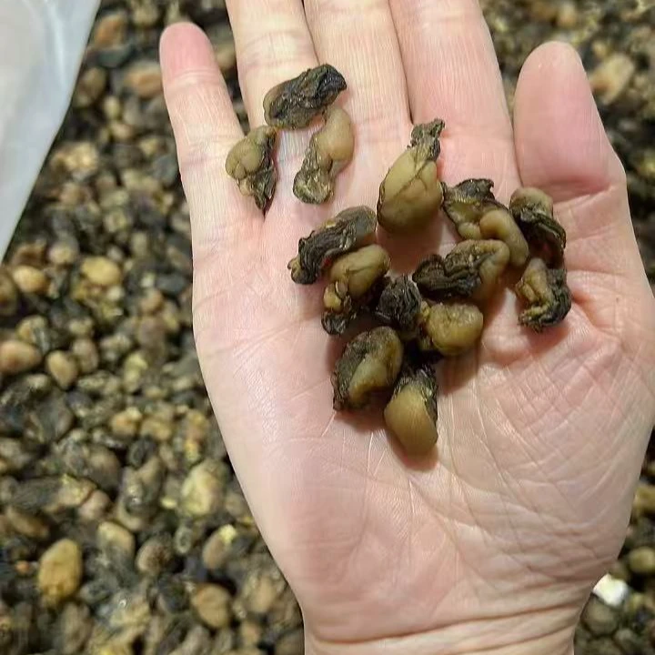 D福建特产海蛎干 生蚝干煲汤煮粥500g