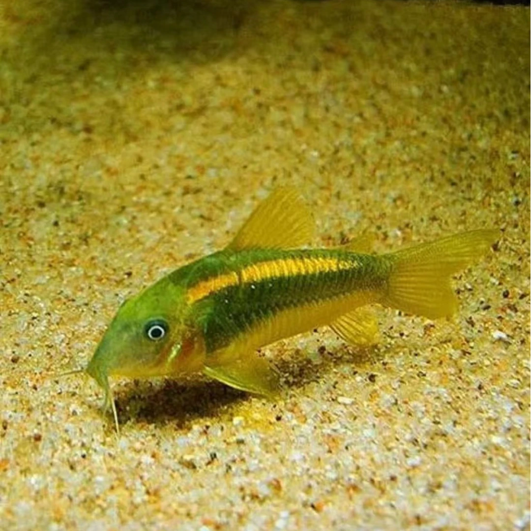金线金鼠鱼 南美进口观赏鱼 底栖鱼 中高端鼠鱼