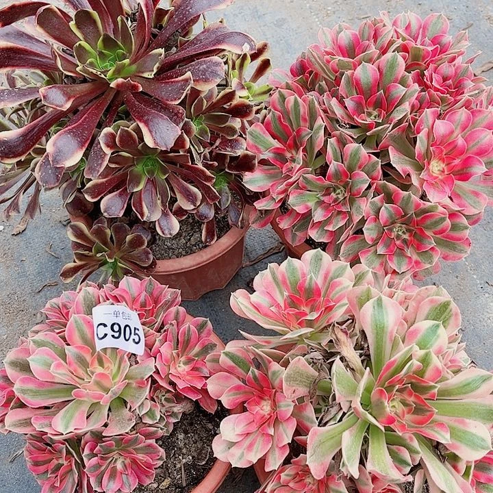 清棚 不包段枝905