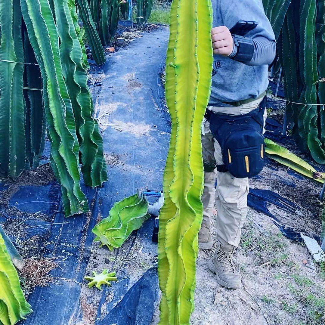 紫***瑰螺旋秘鲁苹果高度148公分（黄）