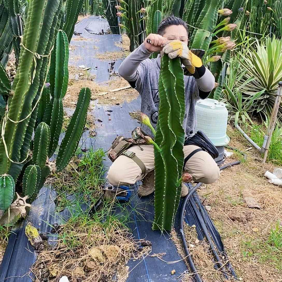 秘鲁苹果高度100厘米左右