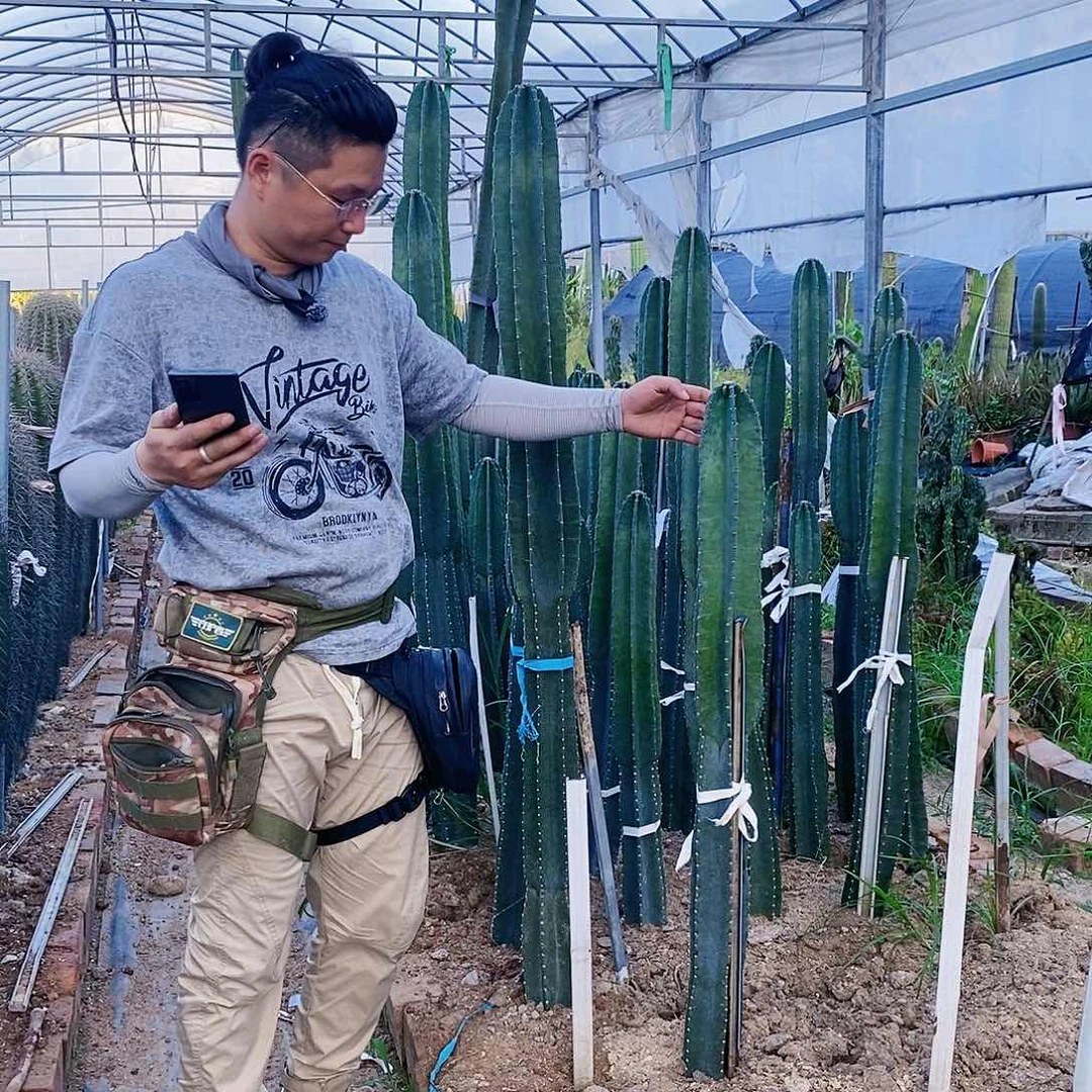 量天尺高度70公分有根